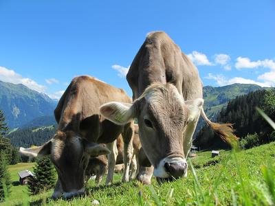 Bild vergrößern: Kühe auf der Alp